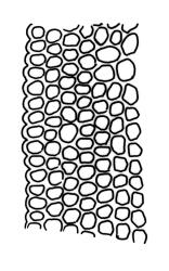 Macromitrium ligulare, upper laminal cells at margin.
 Image: R.C. Wagstaff © All rights reserved. Redrawn with permission from Vitt (1983). 